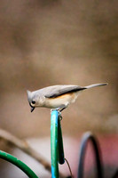 Holland Birds