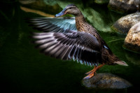 BIRDS & WILDLIFE
